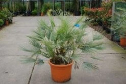Dwergpalm (Chamaerops Humilis 'Cerifera') -Directplant Winkel 20121229152115 2