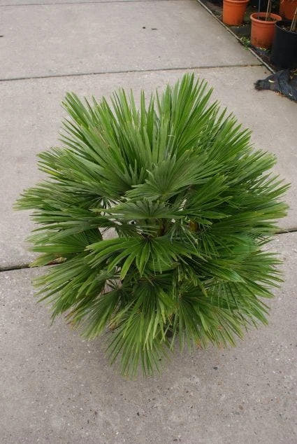 Dwergpalm (Chamaerops Humilis 'Vulcano') 6 Dwergpalm (Chamaerops Humilis 'Vulcano') - Afbeelding 4