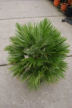 Dwergpalm (Chamaerops Humilis 'Vulcano') -Directplant Winkel 20121229152928 2