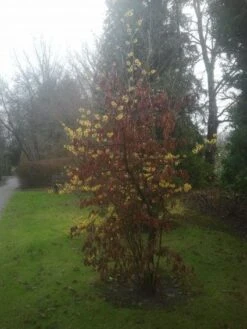 Toverhazelaar (Hamamelis Intermedia 'Arnold Promise') -Directplant Winkel 20130113135921 6