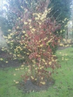 Toverhazelaar (Hamamelis Mollis) -Directplant Winkel 20130113140034 40 8 1