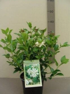 Groenblijvende Sneeuwbal (Viburnum Tinus 'Eve Price') 22 Groenblijvende Sneeuwbal (Viburnum Tinus 'Eve Price') -Directplant Winkel 20130119172735 50 10 2
