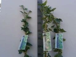 Klimop In Boogvorm (Hedera Hibernica) -Directplant Winkel 20130120142024 1 1