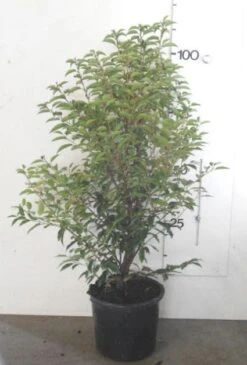 Portugese Laurier, Piramide (Prunus Lusitanica ) -Directplant Winkel 20130120154147 8