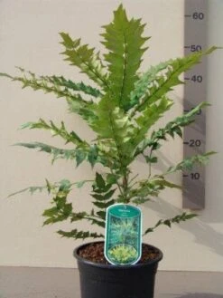 Mahoniestruik (Mahonia Media 'Charity') -Directplant Winkel 20130120154311 3 1