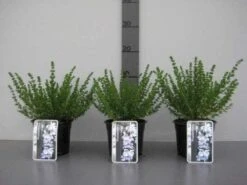 Prostanthera (Prostanthera Cuneata) 13 Prostanthera (Prostanthera Cuneata) -Directplant Winkel 20130120155913 1