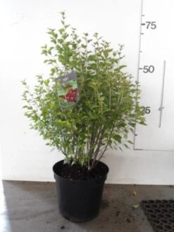 Alpenbes (Ribes Alpinum) -Directplant Winkel 20130120160528 1