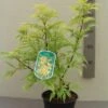 Vlier (Sambucus Racemosa 'Plumosa Aurea') -Directplant Winkel 20130120160944 6 3 3