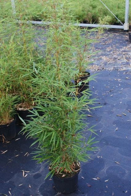 Niet Woekerende Bamboe (Fargesia Robusta) 10 Niet Woekerende Bamboe (Fargesia Robusta) - Afbeelding 8