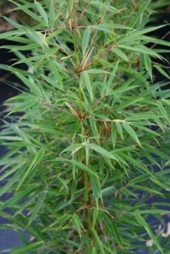 Niet Woekerende Bamboe (Fargesia Robusta) 19 Niet Woekerende Bamboe (Fargesia Robusta) -Directplant Winkel 20130121115155 5