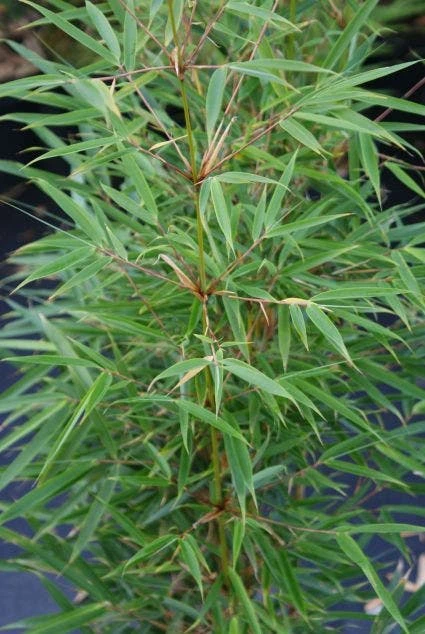 Niet Woekerende Bamboe (Fargesia Robusta) 4 Niet Woekerende Bamboe (Fargesia Robusta) - Afbeelding 2