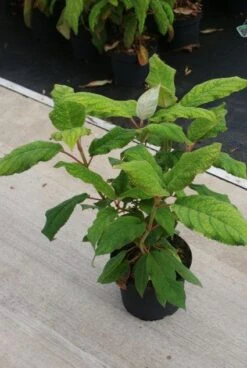 Fluweelhortensia (Hydrangea Aspera 'Macrophylla') -Directplant Winkel 20130121123911 6 1
