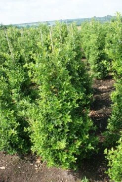 Hulst (Ilex Aquifolium 'Silver Queen') -Directplant Winkel 20130121124351 11 1