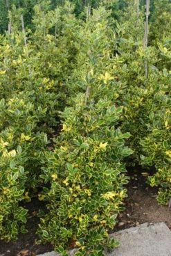 Hulst Op Stam (Ilex 'Argentea Marginata')