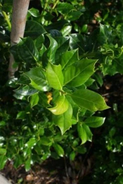Hulst (Ilex Aquifolium J.C. Van Tol) -Directplant Winkel 20130121125215 11