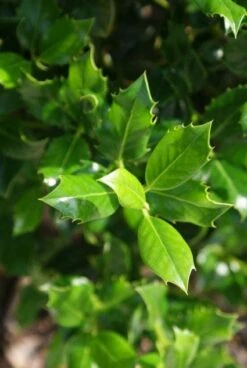 Hulst (Ilex Aquifolium J.C. Van Tol) -Directplant Winkel 20130121125258 11