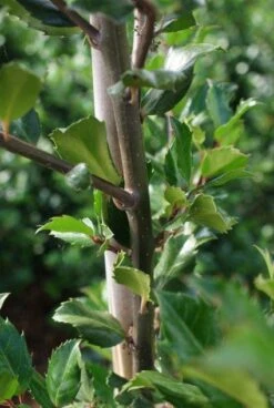 Blauwe Hulst (Ilex Meserveae 'Blue Prince') -Directplant Winkel 20130121125422 10 1