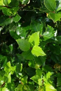 Blauwe Hulst (Ilex Meserveae 'Blue Prince') -Directplant Winkel 20130121125453 10 1