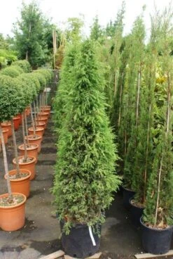 Jeneverbes (Juniperus Communis 'Hibernica') -Directplant Winkel 20130121125813 7