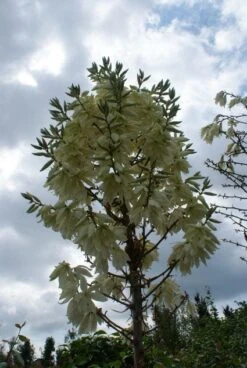 Palmlelie (Yucca Flaccida 'Golden Sword') -Directplant Winkel 20130121131054 1