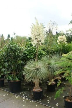 Palmlelie (Yucca Flaccida 'Golden Sword') -Directplant Winkel 20130121131129 1 1