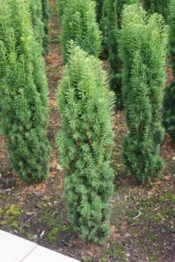 Zuiltaxus (Taxus Baccata 'Fastigiata Robusta') -Directplant Winkel 20130121131849 17 2