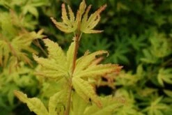 Japanse Esdoorn (Acer Palmatum 'Orange Dream') -Directplant Winkel 20130121134107 4 1