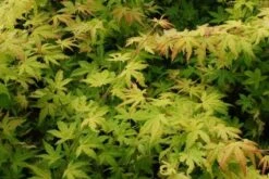 Japanse Esdoorn (Acer Palmatum 'Orange Dream') -Directplant Winkel 20130121134146 4 1
