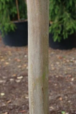 Roze Lagerstroemia Als Boom (Lagerstroemia Indica) -Directplant Winkel 20130121162411 9