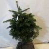 Nordmann-spar (Abies Nordmanniana) -Directplant Winkel 20130121163159 21