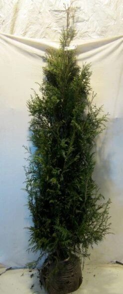 Levensboom (Thuja Plicata 'Martin') -Directplant Winkel 20130122151938 8 1