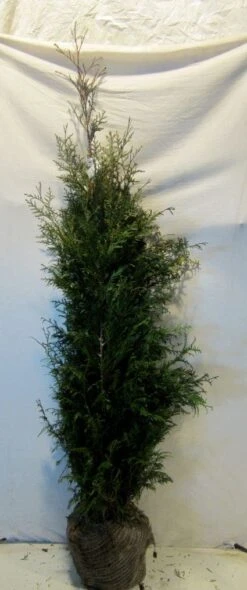 Levensboom (Thuja Plicata 'Martin') -Directplant Winkel 20130122152217 8 1