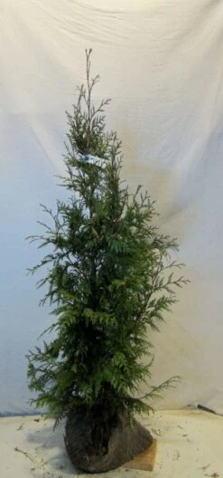 Levensboom (Thuja Plicata 'Martin') -Directplant Winkel 20130122153123 8 1