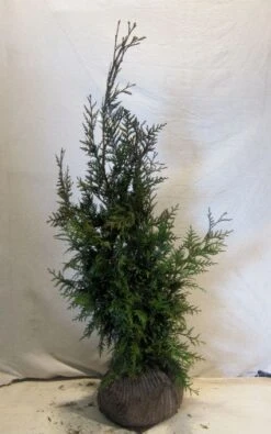 Levensboom (Thuja Plicata 'Martin') -Directplant Winkel 20130122153141 8