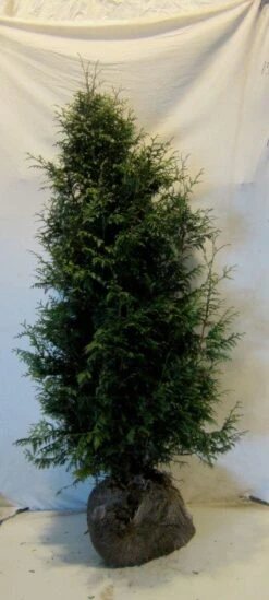 Levensboom (Thuja Plicata 'Gelderland') -Directplant Winkel 20130122154554 8 2