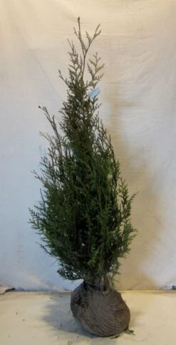 Levensboom (Thuja Plicata 'Atrovirens') -Directplant Winkel 20130122155827 16 2