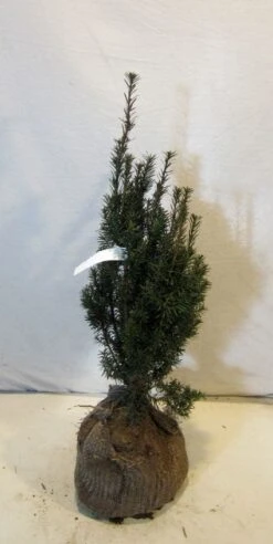 Taxus (Taxus Media 'Hicksii') -Directplant Winkel 20130122162813 12