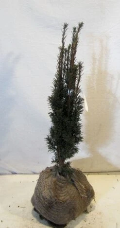 Zuiltaxus (Taxus Baccata 'Fastigiata Robusta') -Directplant Winkel 20130125132756 17