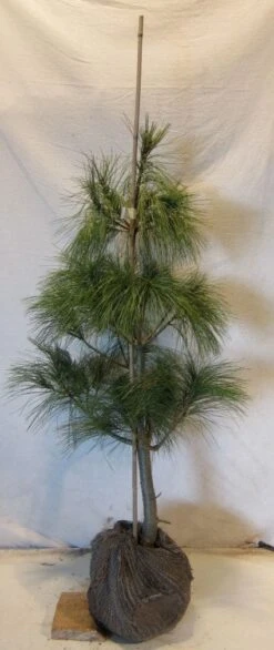 Treurden (Pinus Wallichiana) -Directplant Winkel 20130125134019 14