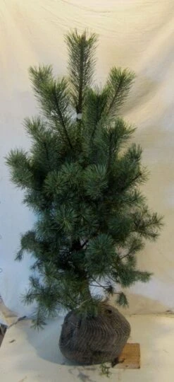 Grove Den, Solitair (Pinus Sylvestris) -Directplant Winkel 20130125134826 18 2
