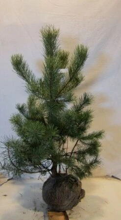 Grove Den, Solitair (Pinus Sylvestris) -Directplant Winkel 20130125134849 18