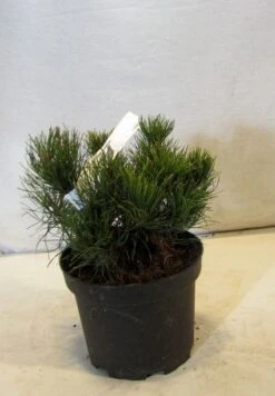 Bergden (Pinus Mugo Mughus) -Directplant Winkel 20130125135845 13 1