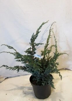 Jeneverbes (Juniperus Squamata 'Meyeri') -Directplant Winkel 20130125154429 3 1