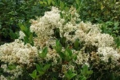 Texaanse Liguster/Liguster (Ligustrum Texanum 'Silver Star') 13 Texaanse Liguster/Liguster (Ligustrum Texanum 'Silver Star') -Directplant Winkel 20130125154606 4