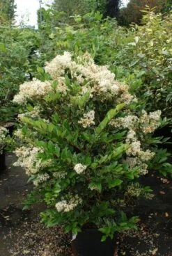 Texaanse Liguster/Liguster (Ligustrum Texanum 'Silver Star') 11 Texaanse Liguster/Liguster (Ligustrum Texanum 'Silver Star') -Directplant Winkel 20130125154621 4