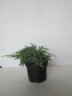 Jeneverbes (Juniperus Squamata 'Blue Carpet') -Directplant Winkel 20130125154733 4