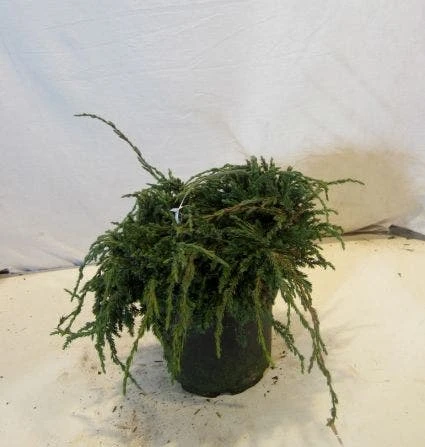 Jeneverbes (Juniperus Squamata 'Blue Carpet') 7 Jeneverbes (Juniperus Squamata 'Blue Carpet') - Afbeelding 5