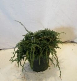 Jeneverbes (Juniperus Squamata 'Blue Carpet') -Directplant Winkel 20130125154745 4