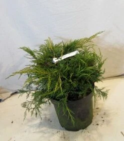 Jeneverbes (Juniperus Media 'Pfitzeriana Aurea') -Directplant Winkel 20130125160446 4 1