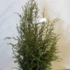 Jeneverbes (Juniperus Communis 'Suecica') -Directplant Winkel 20130125161057 6